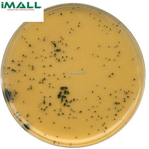 Hóa chất TSC agar (base) (Chai nhựa 500g) Merck 1119720500