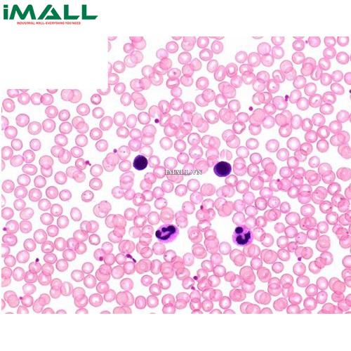 Hóa chất Rapid Staining Of Blood Smear Solution 2 (Chai thủy tinh 2.5l) Merck 1119562500
