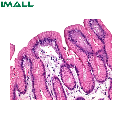 Hóa chất Hematoxylin solution modified acc. to Gill II cho kính hiển vi (Chai nhựa 500 ml) Merck 1051750500