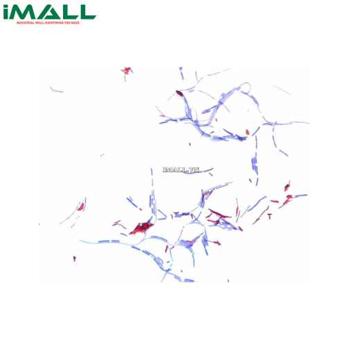 Hóa chất New fuchsin (c.i. 42520) for microscopy (C₂₂H₂₄ClN₃, 100 g) Merck 1052260100