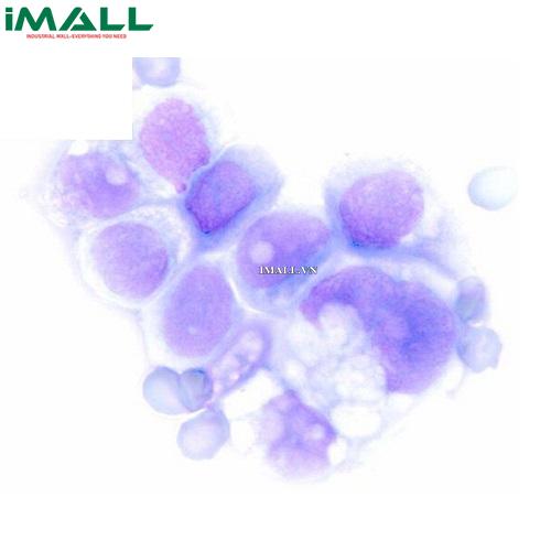 Hóa chất Rapid Staining Of Blood Smear Solution 3(Chai thủy tinh 2.5l) Merck 1119572500